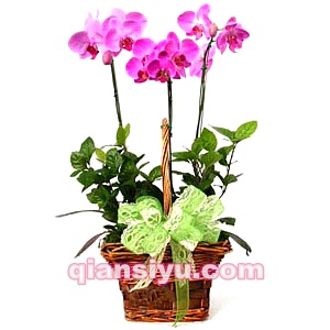 罗定鲜花店