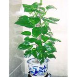 罗定花店