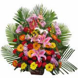 ޶ʻٵ